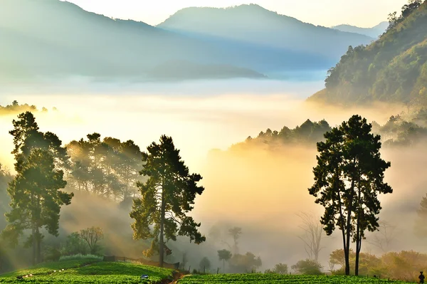 Misty morning in strawberry garden at doi angkhang mountain, chi