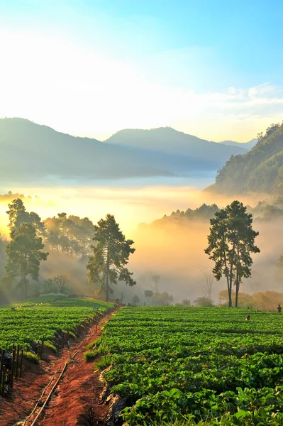 Misty morning in strawberry garden at doi angkhang mountain, chi
