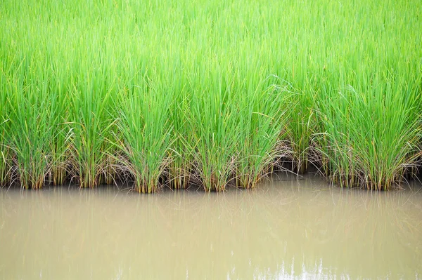 Green rice farm