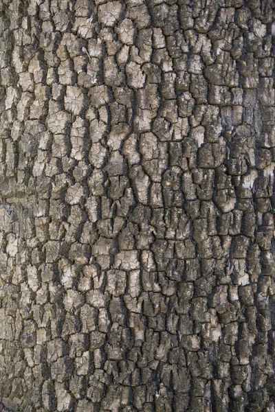 Tree cortex texture