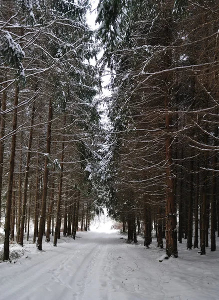 Pine tree road in winter forest