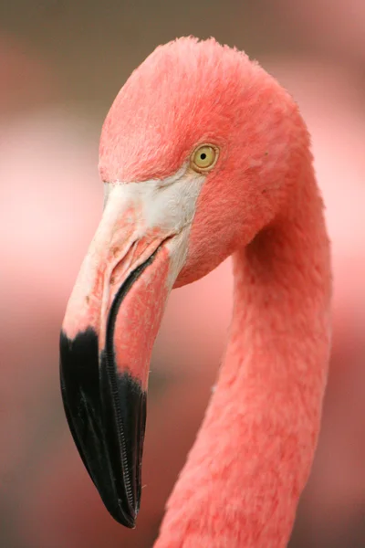 Portrait of an American Flamingo
