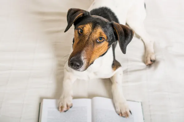 Dog read a book — Stock Photo #39603135