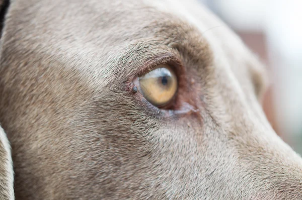 Weimaraner dog eyes