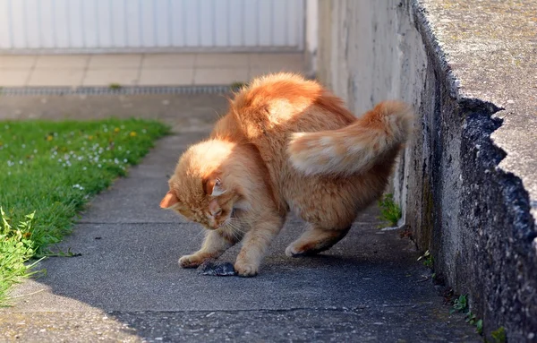 Cat hunting a mouse