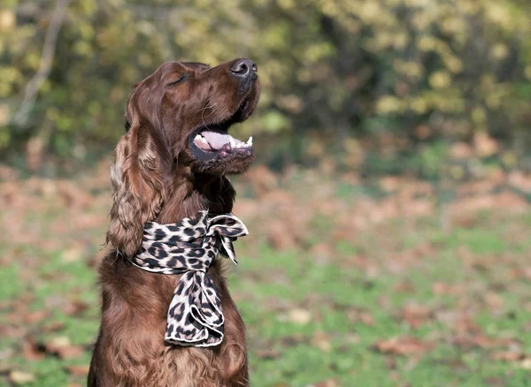 Cute Irish Setter