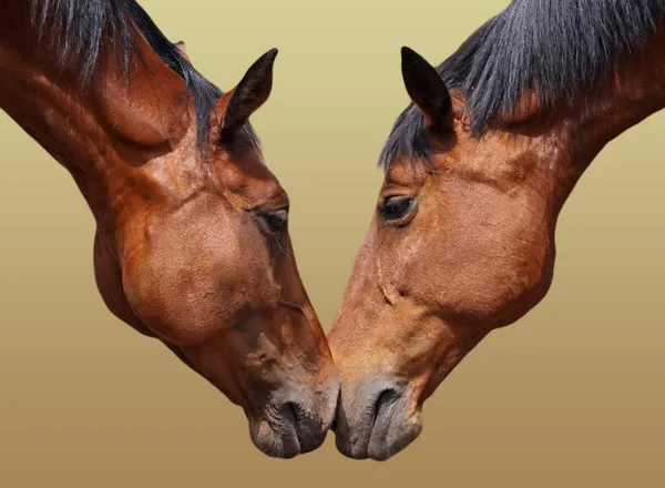 Horse love