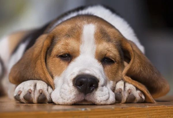 Beagle puppy