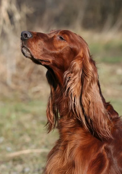 Irish Red Setter