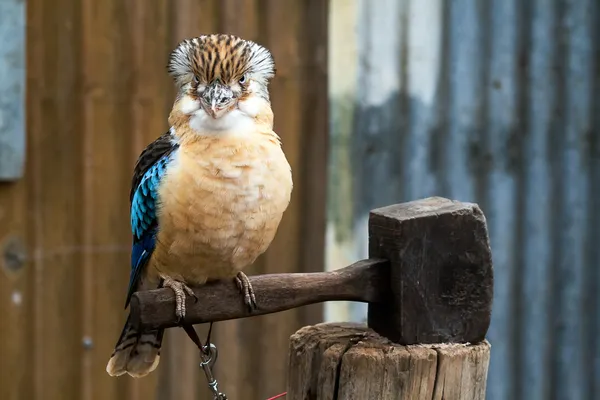 A tropical bird sitting on a mallet