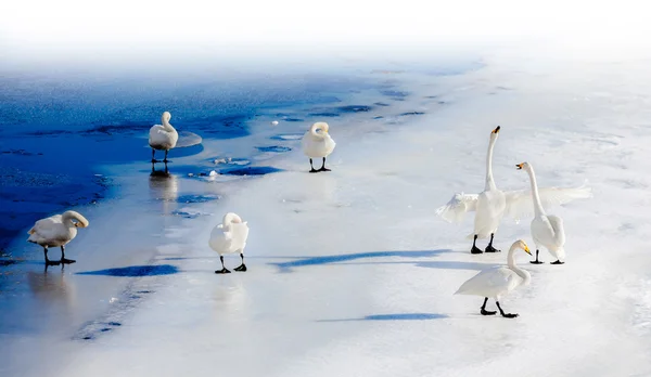 Fighting swans on a frozen lake