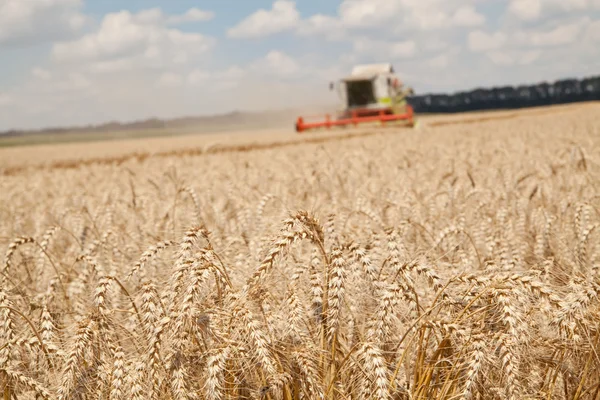 Close-up ears of wheat at field and harvesting machine on background