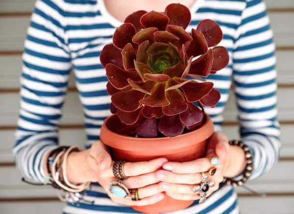 Hands holding potted succulent plant