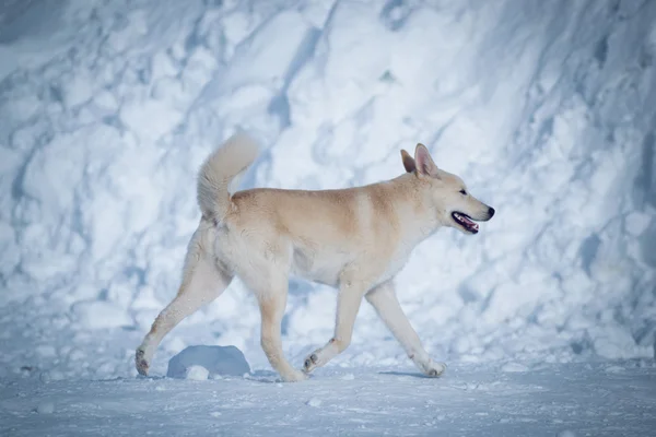 The snow dog