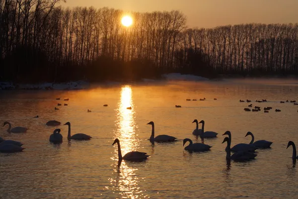 Sunset on the bright (Swan) Lake in winter.