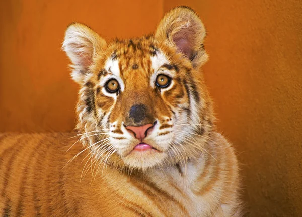 Face of a young tiger