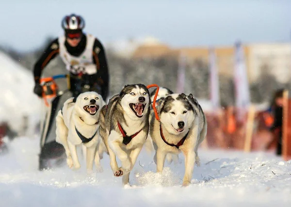 Northwest of Russia. International competition in sled dog race.