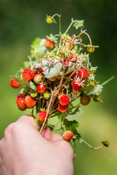 Wild strawberry bouquet in hand on green background