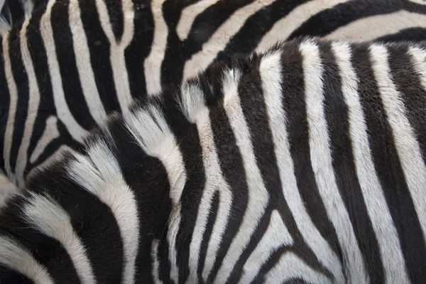 Zebra background
