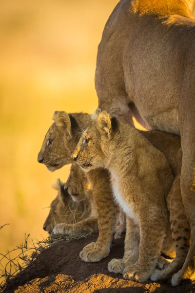 Hunting Lion Cubs