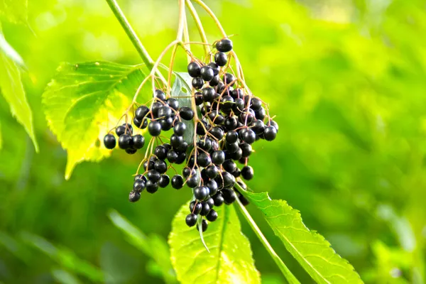 Elderberry - Hanging cluster of black elderberries Sambucus nigra