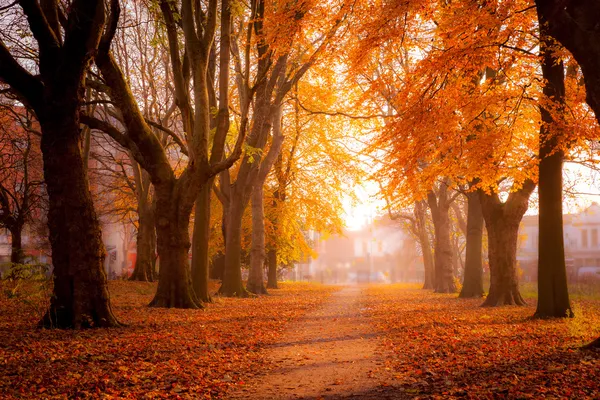 Colorful trees in Park