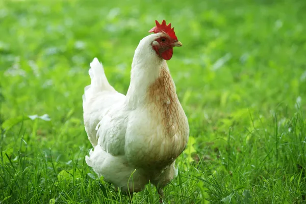 White chicken on the meadow