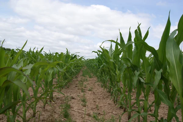 Corn field - young corn plants