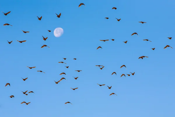 Flock of birds flying against moon.