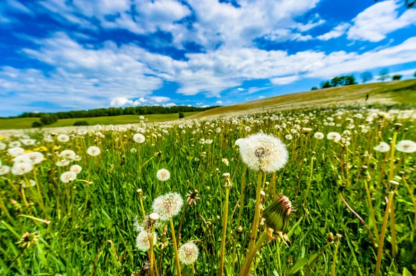 Blow-balls, dandelions in meadow with blue sky and white clouds