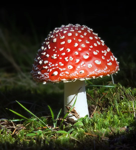 Amanita Phalloides Dissertation