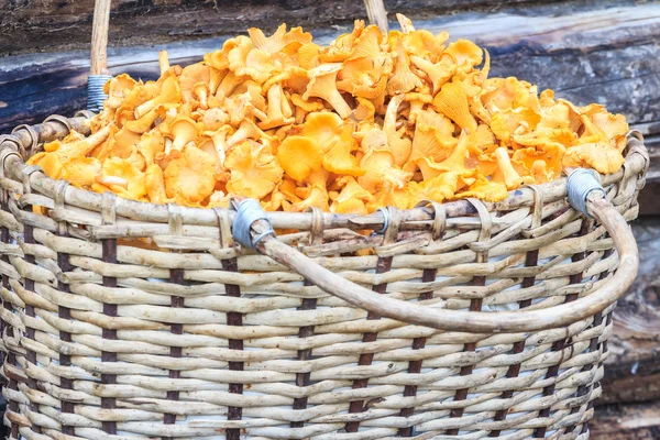 Basket of mushrooms on log background