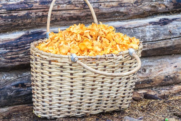 Basket of chanterelles on log background