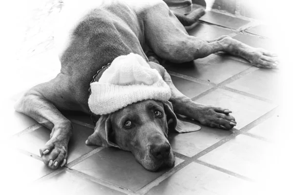 Dog with knitted hat
