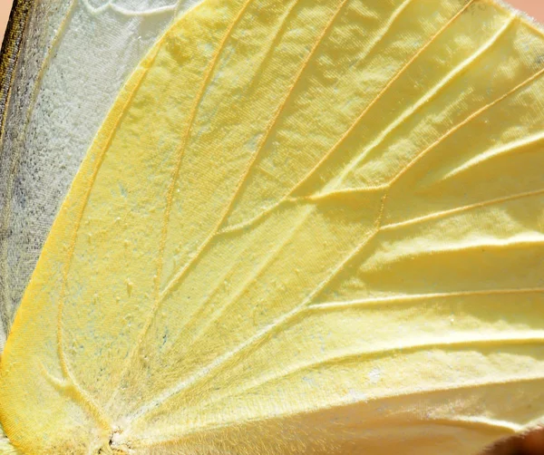 Butterfly wing texture, close up of detail of butterfly wing for