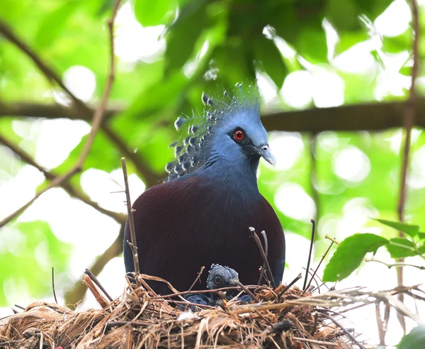 Victoria crowned pigeon (Birds in nest)