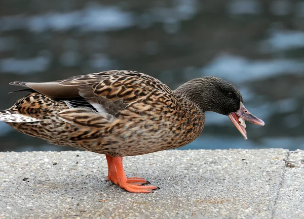 A duck near de sea.