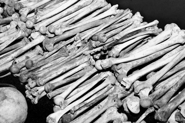 Sculls and bones of genocide victims Rwanda