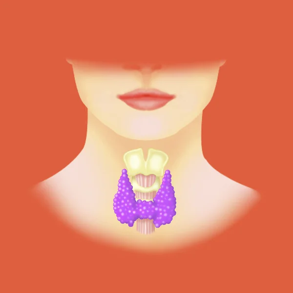 Human thyroid