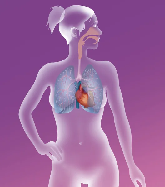 Pulmonary system