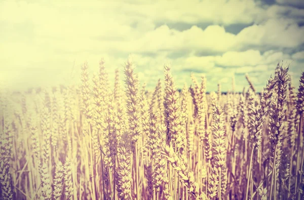 Vintage wheat field background.