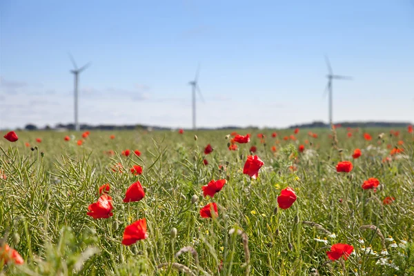 The field of blooming poppy seeds and turbine tower