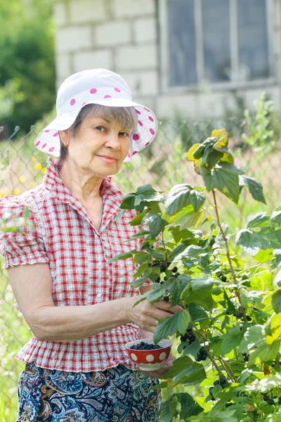 Retired woman with branch of black currant