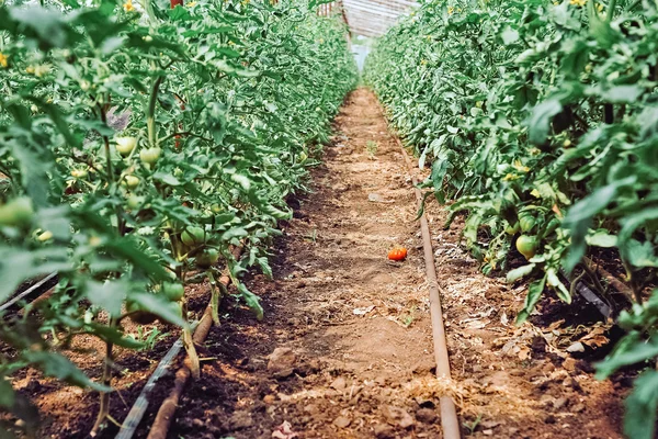 Greenhouse tomato culture