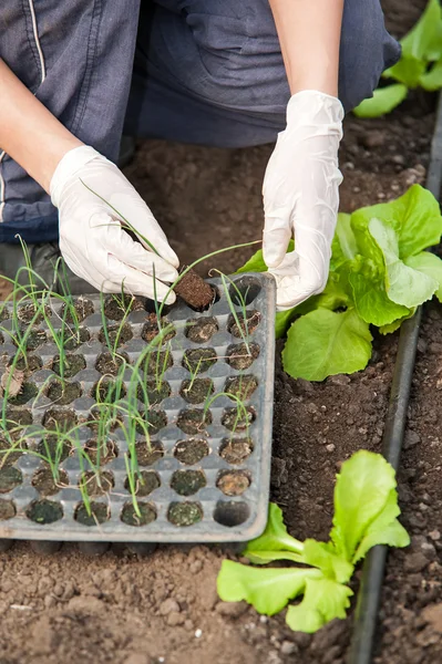 Close-up of agriculture worker hands