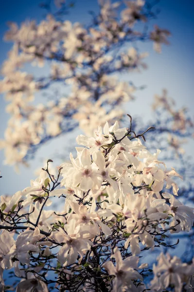 Blossoming white flowers over blue sky