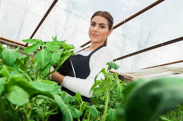 Young agriculture woman engineer checking tomato crop in greenhouse