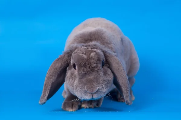 Grey lop-eared rabbit rex breed on blue