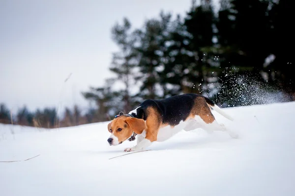 Smart beagle dog outdoor