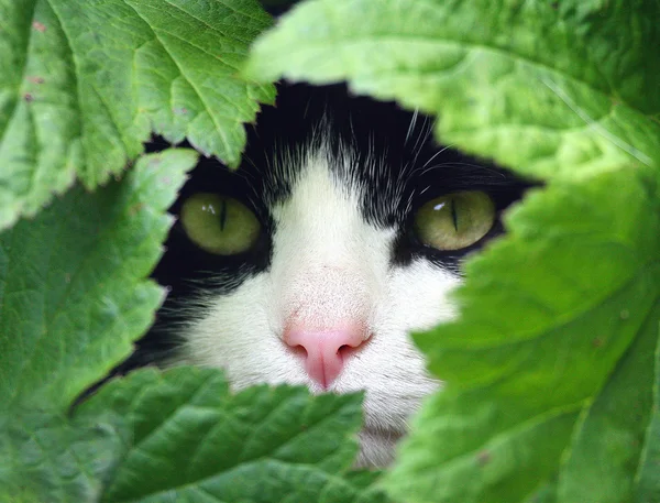 Black and White Cat peeking through the undergrowth.